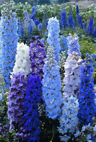 10. larkspur giant pacific !! i think they r more commonly called by their scientific name delphinium in the us! i love blue flowers i always need MORE