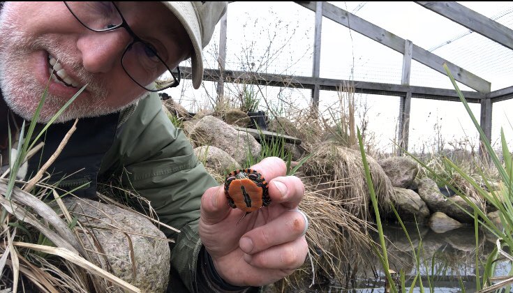 rob_carmichael's tweet photo. Happy Earth Day!   We rescued several midland painted turtles from a window well and will head start them before turning them back to the wild.  #EarthDay2020 #wdc https://t.co/GkE2AH2CLK