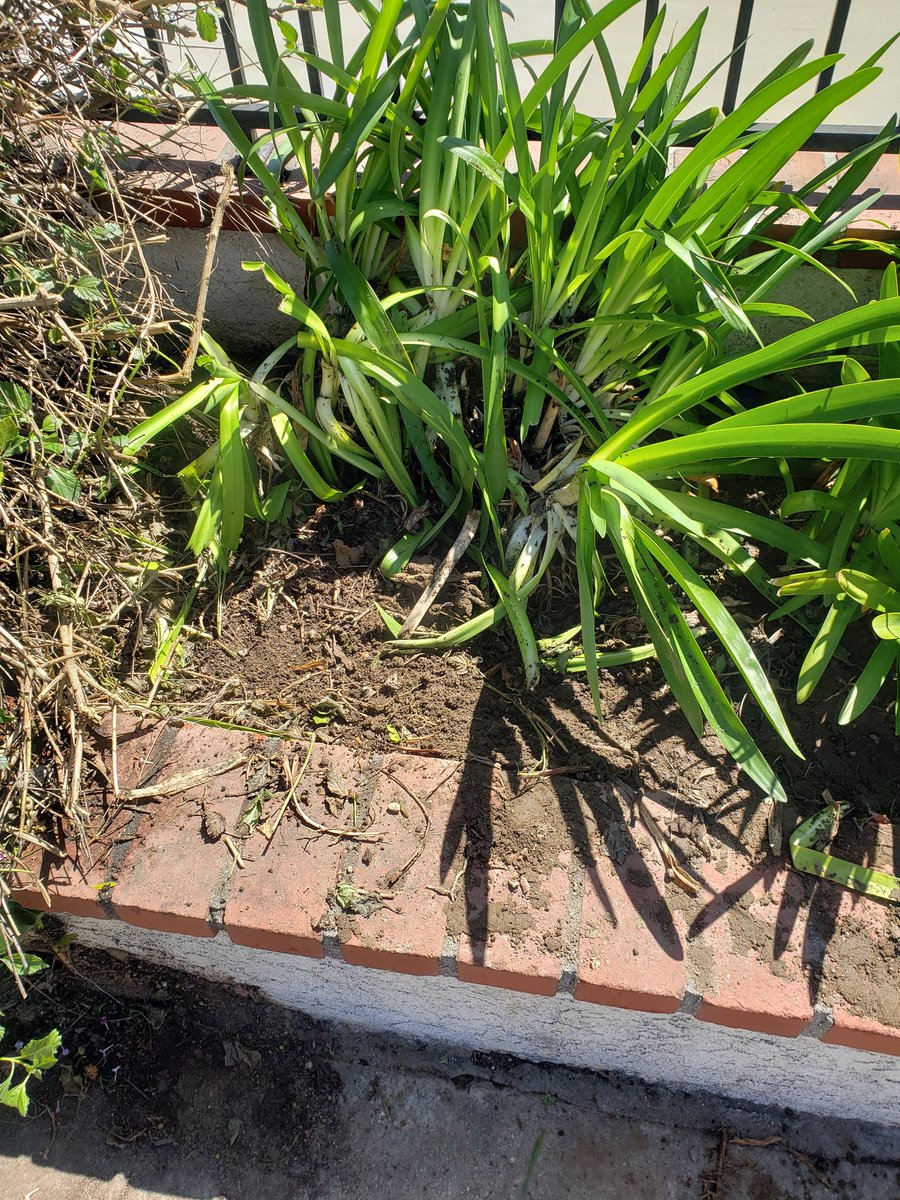 Saved 5 agapanthus roots. The larger, more established plants/root systems will survive. I& #39;m spent. Couch potatoing the rest of the day.