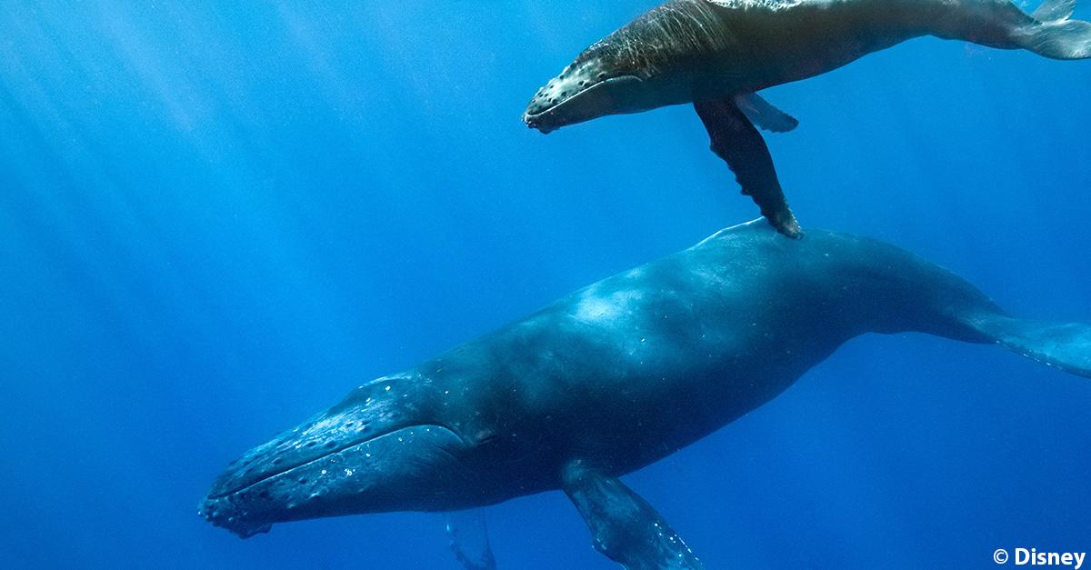 Combien le baleineau à bosse pèse-t-il à la naissance ? 🐳

A - 1 tonne
B - 5 tonnes 
C - 10 tonnes