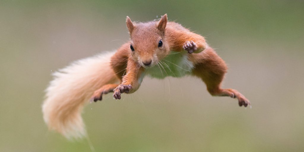 Mammal_Society's tweet photo. For this week's #midweekmammal (and #EarthDay2020 ) we've got one of our #MPOY2020 shortlisted photos. Cate Barrow's fantastic red squirrel looks ready to take on the world ๐
@RedSquirrelsUtd @SquirrelESI @RedSquirrelsNE @brsquirrel @BBCSpringwatch @WildlifeMag https://t.co/w6GuGGk0Ym