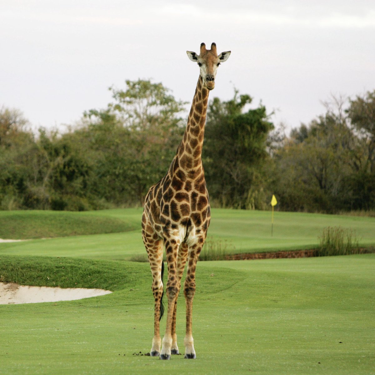 What’s your best animal on the golf course story? #EarthDay  