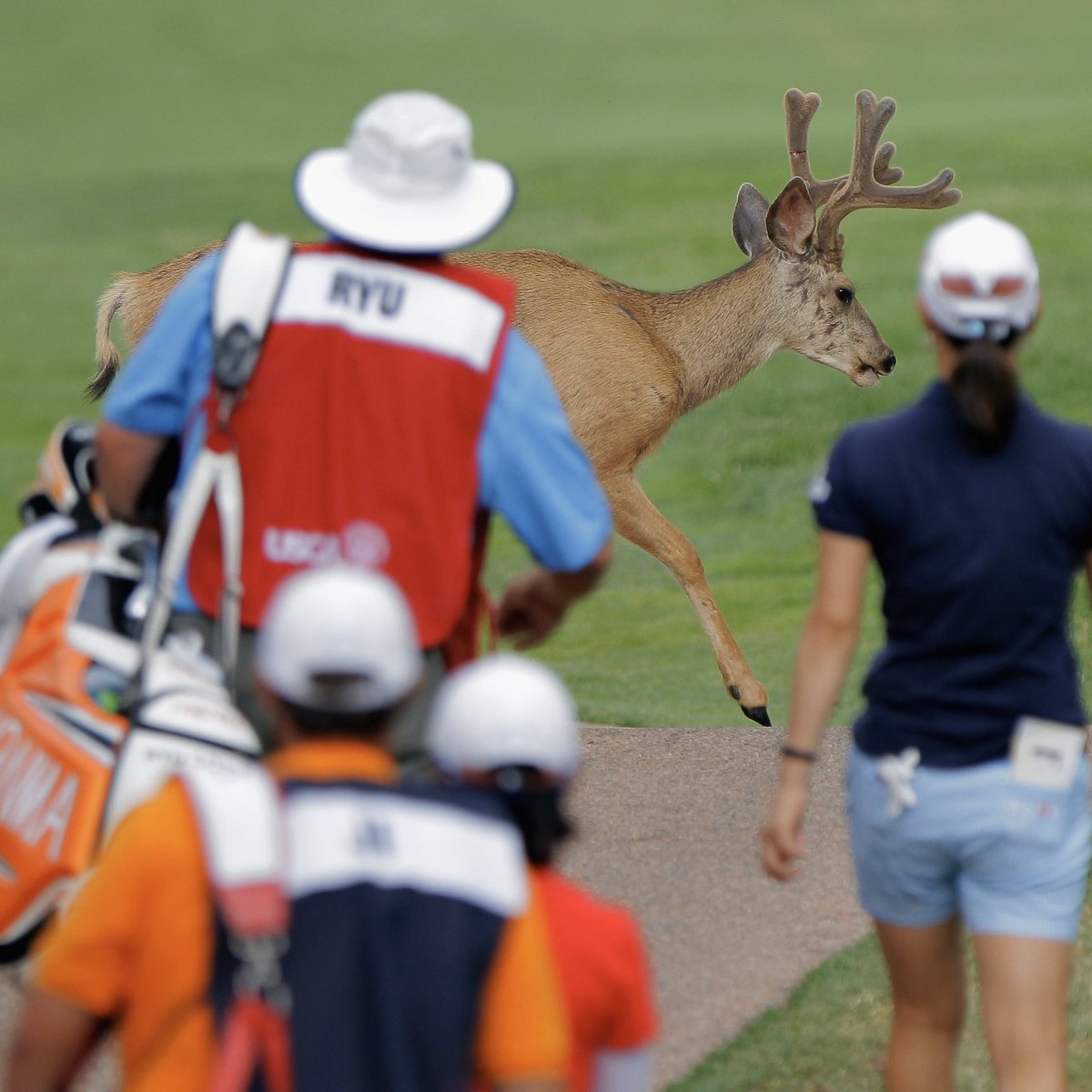What’s your best animal on the golf course story? #EarthDay  