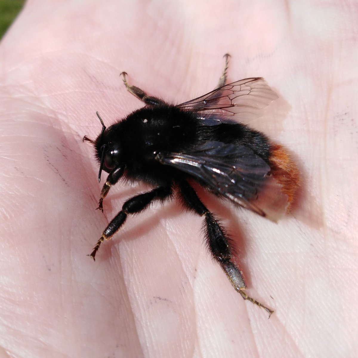 Beautiful Red-Tailed Bumblebee queen netted in Manse garden today. She stayed in my hand long enough for a photo before heading off to look for a nest site. #redtailedbumblebee  #bumblebee  #bee  #bees  #cutebee  #lovebees @BumblebeeTrust  @DaveGoulson