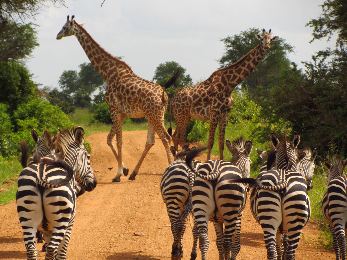 ElectivesAbroad's tweet photo. Taking a safari while on an elective in Kenya or Tanzania is a must! https://t.co/NAj8T6goTc