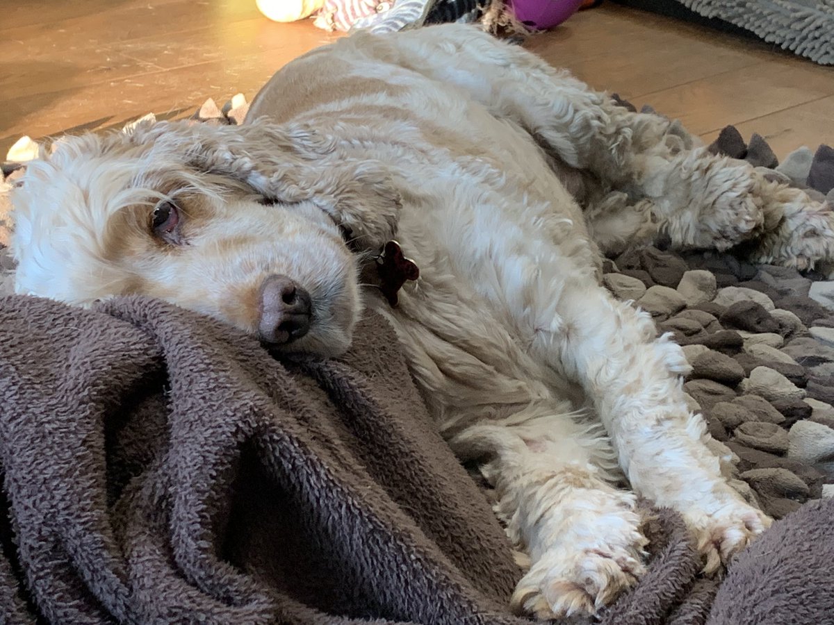 Having an evening snoozle on Dad’s feet! 😴😴😴. I have had a good day and I am doing well🐾💪🏼