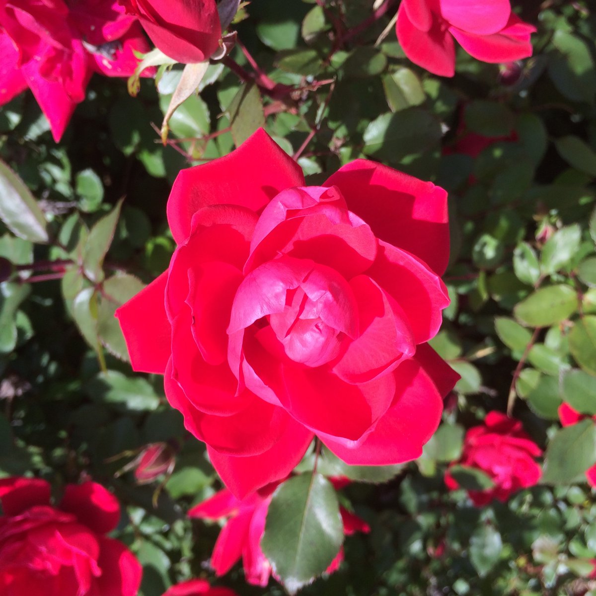 PearsontownAA's tweet photo. Happy #EarthDay2020 @PtownElem!  #TeamTurnko is inviting you to step outside, notice the world around you, and take a picture!  Show your #PandaPride by dropping your nature pic in the comments!  And look out for our #EarthDayEveryDay 5-day challenge the week of May 4th! https://t.co/MtrH8Z1cwJ