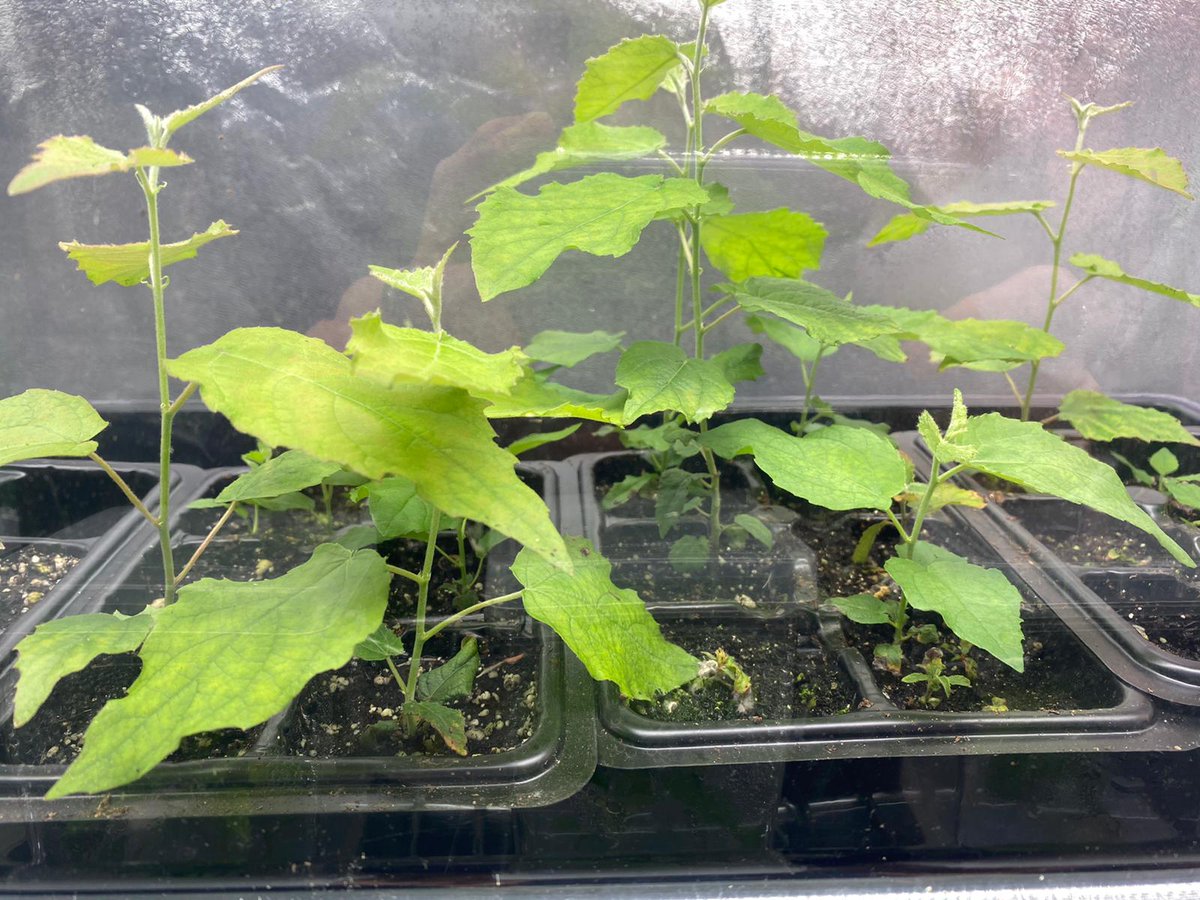 maddiehalla's tweet image. From our forest of little trees to you and yours, Happy #EarthDay! They've grown up so fast. #Teamtree #MotherEarth 🌳🙏