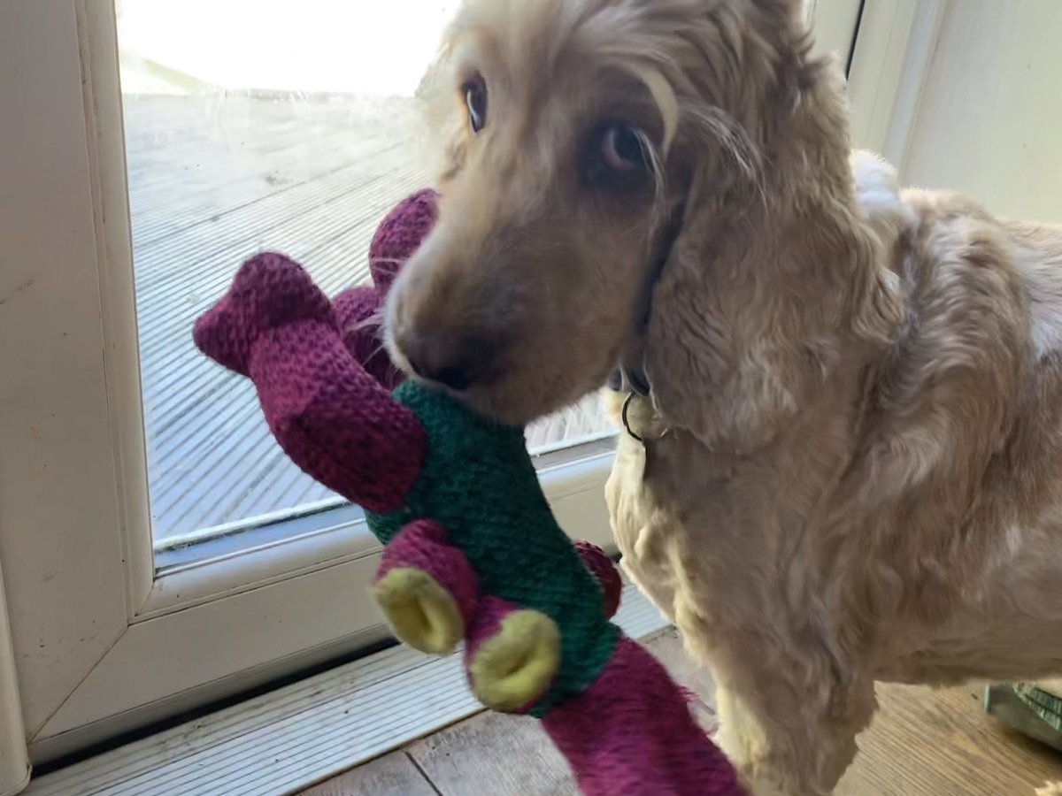 This was me yesterday.... I picked up a toy with my sore mouth which Mum thought was a fab sign. 🐾 rocking the recovery!