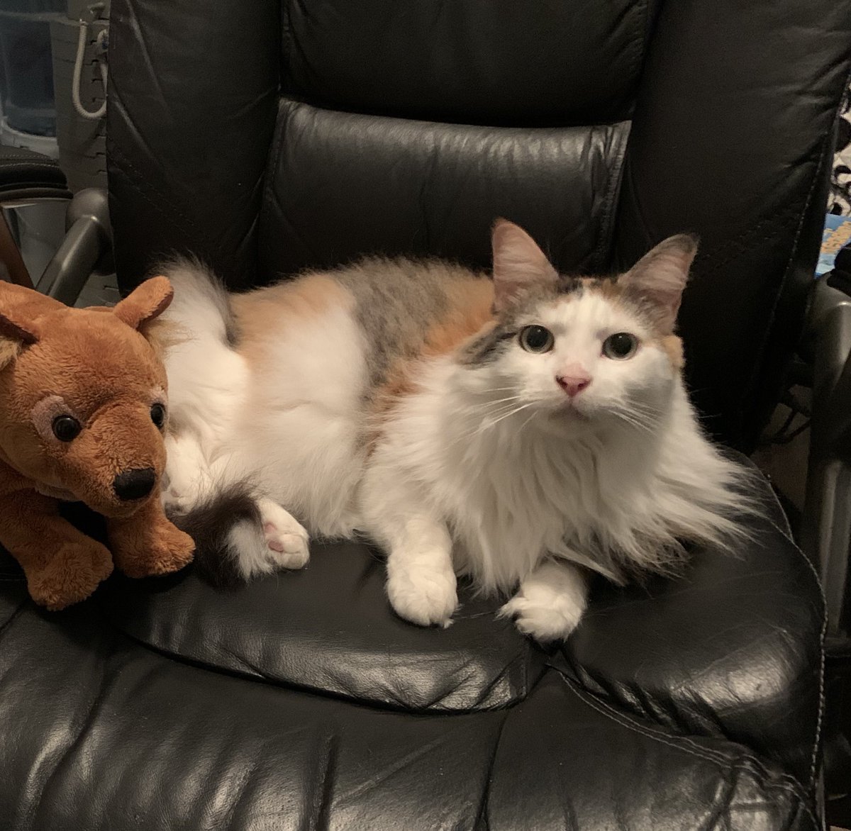 cyspotts's tweet photo. This is Monet, she is my office assistant. The little less livelier one is our class mascot, Buddie. ⁦@BCEBobcat⁩ https://t.co/fSjzf3gUfr