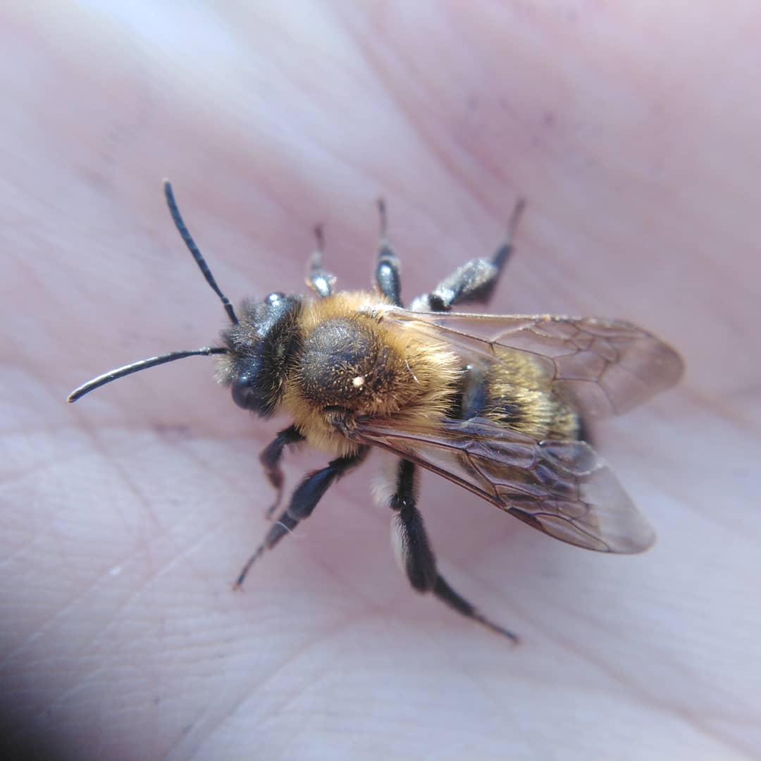 Was a busy day in the Manse garden. I recorded my first Chocolate Mining Bee, Andrena scotica. This is a female. Males are slightly smaller and slimmer. #chocolateminingbee  #andrenascotica  #bee  #bees  #cutebee  #lovebees