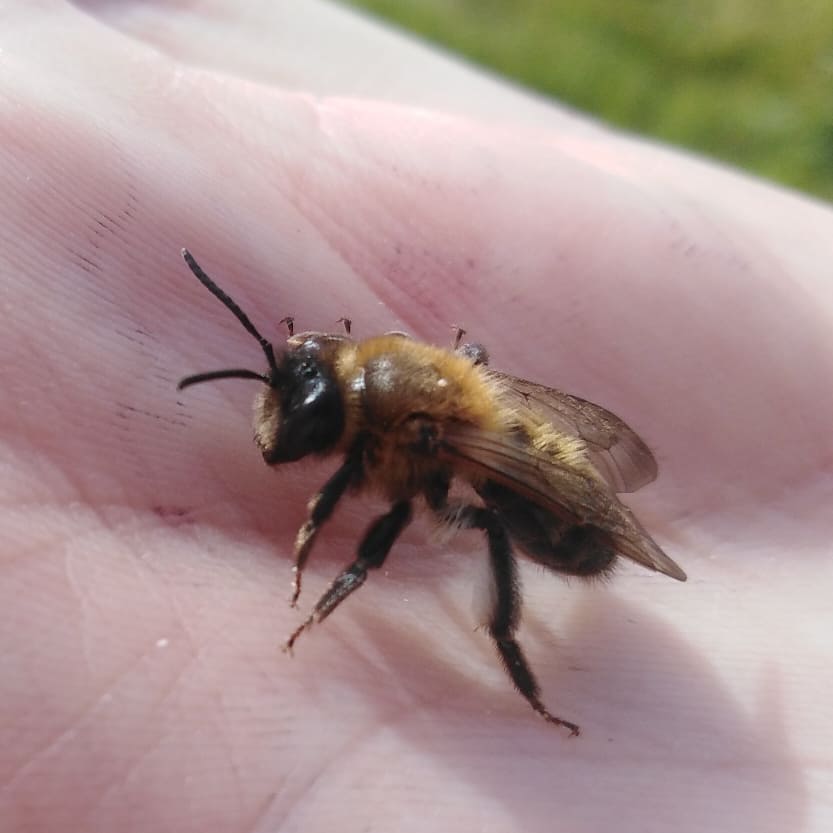 Was a busy day in the Manse garden. I recorded my first Chocolate Mining Bee, Andrena scotica. This is a female. Males are slightly smaller and slimmer. #chocolateminingbee  #andrenascotica  #bee  #bees  #cutebee  #lovebees