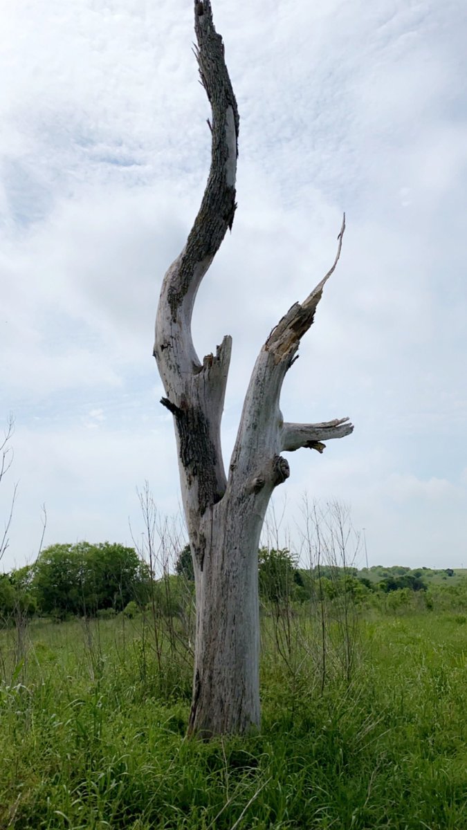 GBRTrust's tweet photo. GBRT is proud to celebrate the 50th anniversary of Earth Day. In honor of the celebration, here are some pictures from our recent visit at our Plum Creek Wetlands Preserve off TX HWY 130 near Lockhart. #ReduceReuseRecycle #Conservation #PreservationMatters https://t.co/bTMk0vXfq8