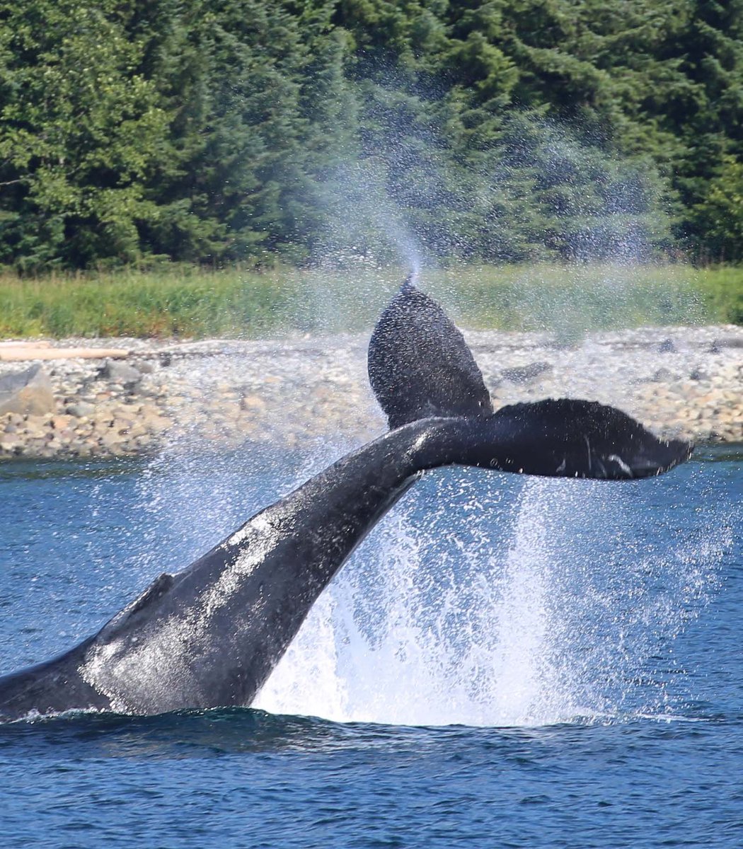 AKDreamCruises's tweet photo. Happy Earth Day! We understand the importance of sustainability, environmental respect + giving back to the community so we can continue to share Alaska for generations to come. Read more about our commitment to sustainable operations here: https://t.co/GaiYdZkseT. #TrueAlaska https://t.co/SiOtkSlezN