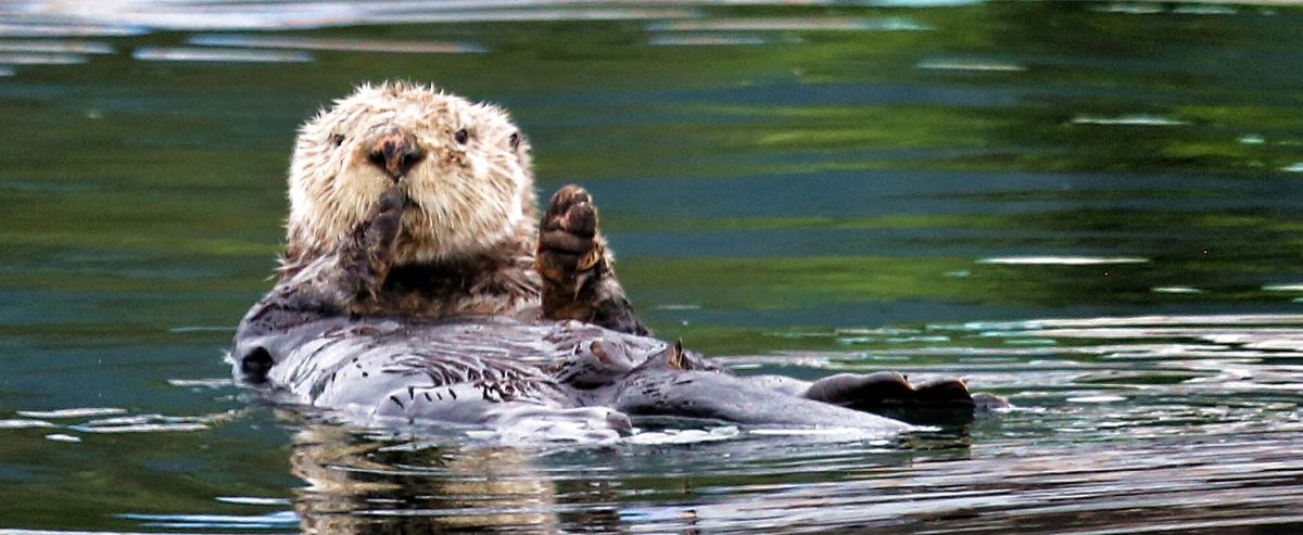 AKDreamCruises's tweet photo. Happy Earth Day! We understand the importance of sustainability, environmental respect + giving back to the community so we can continue to share Alaska for generations to come. Read more about our commitment to sustainable operations here: https://t.co/GaiYdZkseT. #TrueAlaska https://t.co/SiOtkSlezN