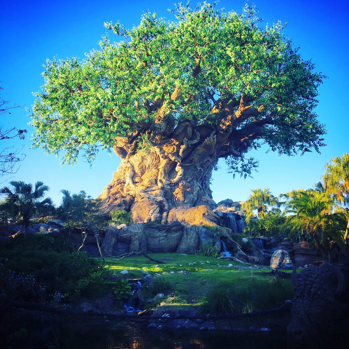 🌍 Happy Birthday #AnimalKingdom 🍃 #DisneyParks #WaltDisneyWorld #EarthDay2020