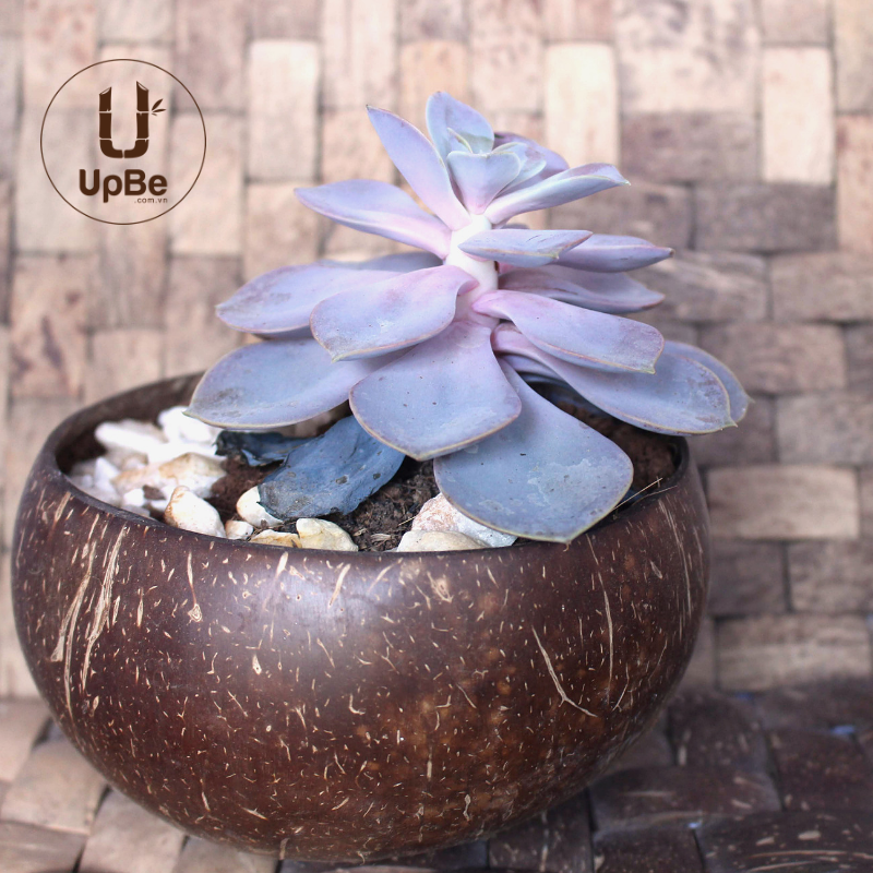 UpbeVietnam's tweet photo. Why settle for plastic when you can get all natual? Coconut pots add a nice new look to any garden design or home decor without the use of harmful plastics. #natural #ecofriendly #coconut #decor #style https://t.co/Erv1hZeJ1e