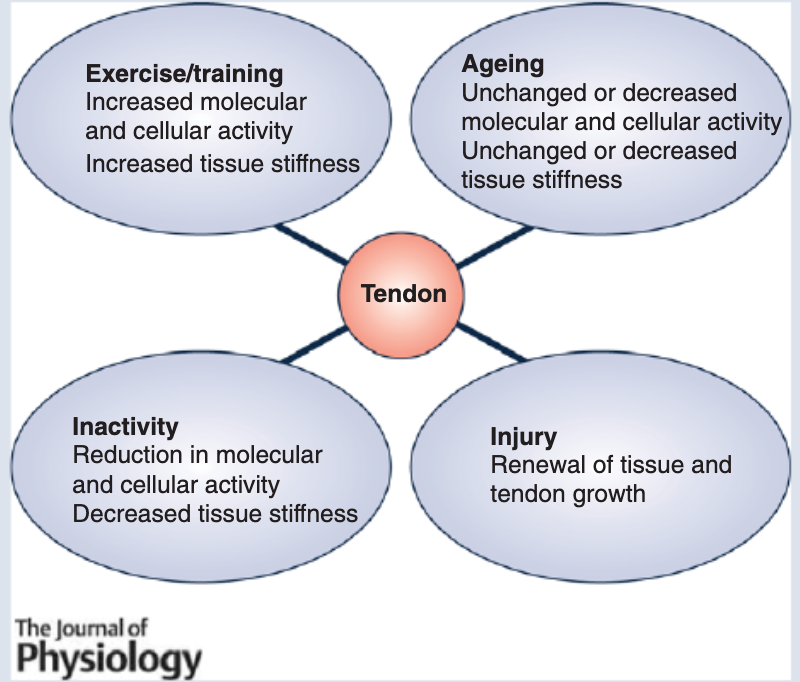 colingriffin's tweet photo. Higher risk of tendon injuries right now with many people running a lot more than normal. Same for team sports who may have a very short and accelerated pre-season when games resume having not been able to train at regular intensity. Tendons don't like holidays or big surprises! https://t.co/dQ0s5DkHRz