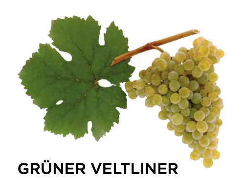 CircoVino's tweet photo. At #CircoVino we focus mainly on #AustrianWines &amp; the most common grape varieties in that region are #GrunerVeltliner #Blaufrankisch #Zweigelt #StLaurent #Rotgipfler #Zierfandler and #GemischterStaz. They might seem hard to pronounce but we can assure you they’re easy to love! https://t.co/mIBR73KLvf