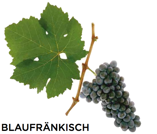 CircoVino's tweet photo. At #CircoVino we focus mainly on #AustrianWines &amp; the most common grape varieties in that region are #GrunerVeltliner #Blaufrankisch #Zweigelt #StLaurent #Rotgipfler #Zierfandler and #GemischterStaz. They might seem hard to pronounce but we can assure you they’re easy to love! https://t.co/mIBR73KLvf