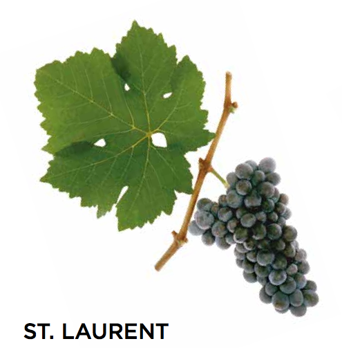 CircoVino's tweet photo. At #CircoVino we focus mainly on #AustrianWines &amp; the most common grape varieties in that region are #GrunerVeltliner #Blaufrankisch #Zweigelt #StLaurent #Rotgipfler #Zierfandler and #GemischterStaz. They might seem hard to pronounce but we can assure you they’re easy to love! https://t.co/mIBR73KLvf