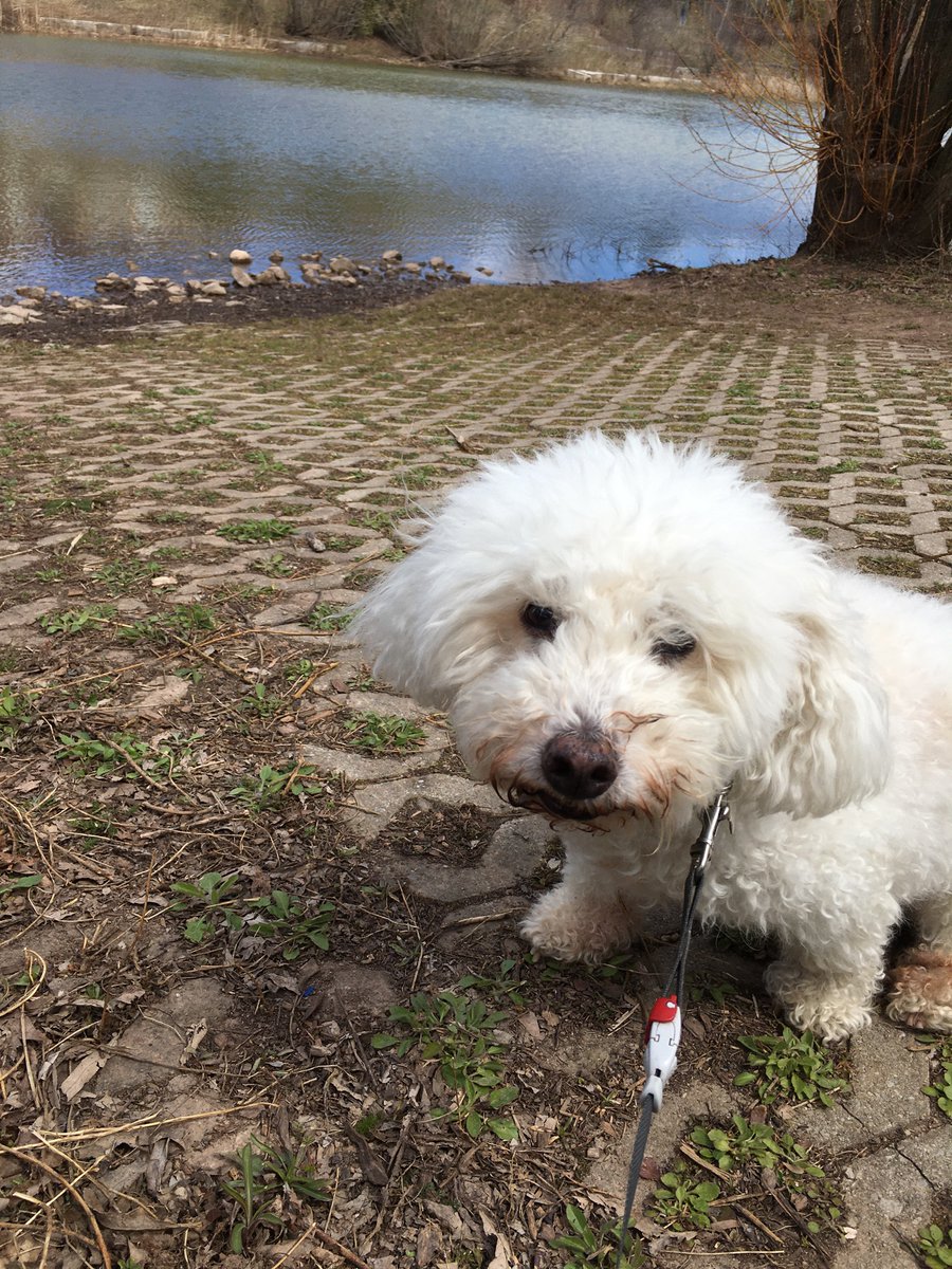 MrsBathsClass's tweet photo. @EthelGardinerPS 
Today for #EarthDay I took my dog, Teddy, for a beautiful walk through the paths near my home.  I love that I’m not using my car as much as I usually do!  Teddy is loving the extra walks too! #GrizChallenge #thegrizzlyway https://t.co/sPN0Mgvt2l