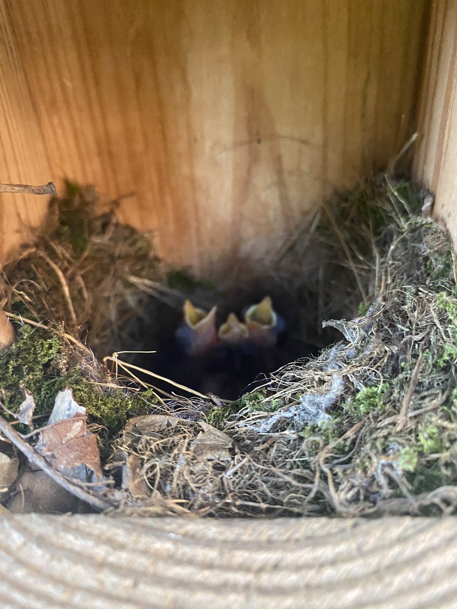 jslconstructio1's tweet photo. After watching my robins in and out i managed to get this quick photo https://t.co/YtCieUGxbu