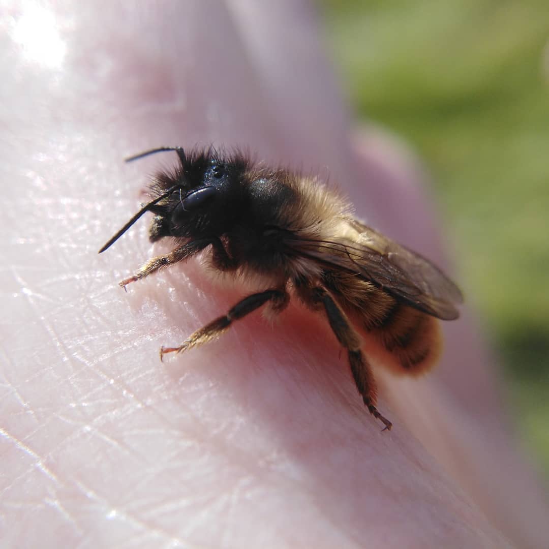 Final catch of the day was this famale Red Mason Bee, Osmia bicornis, who I netted next to workshop. Think she was checking it out as a suitable site to lay eggs. #redmasonbee  #osmiabicornis  #solitarybees  #bee  #bees  #cutebee  #lovebees