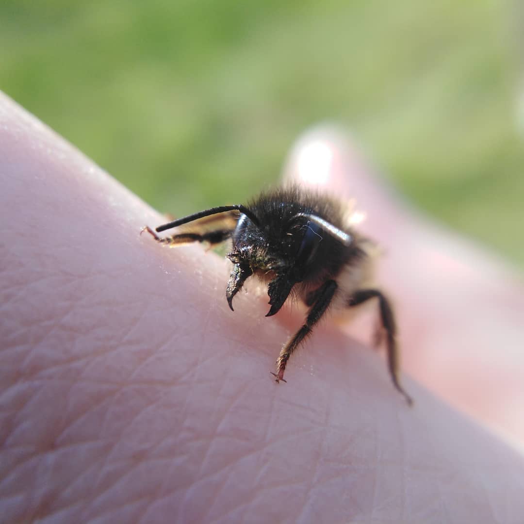 Final catch of the day was this famale Red Mason Bee, Osmia bicornis, who I netted next to workshop. Think she was checking it out as a suitable site to lay eggs. #redmasonbee  #osmiabicornis  #solitarybees  #bee  #bees  #cutebee  #lovebees