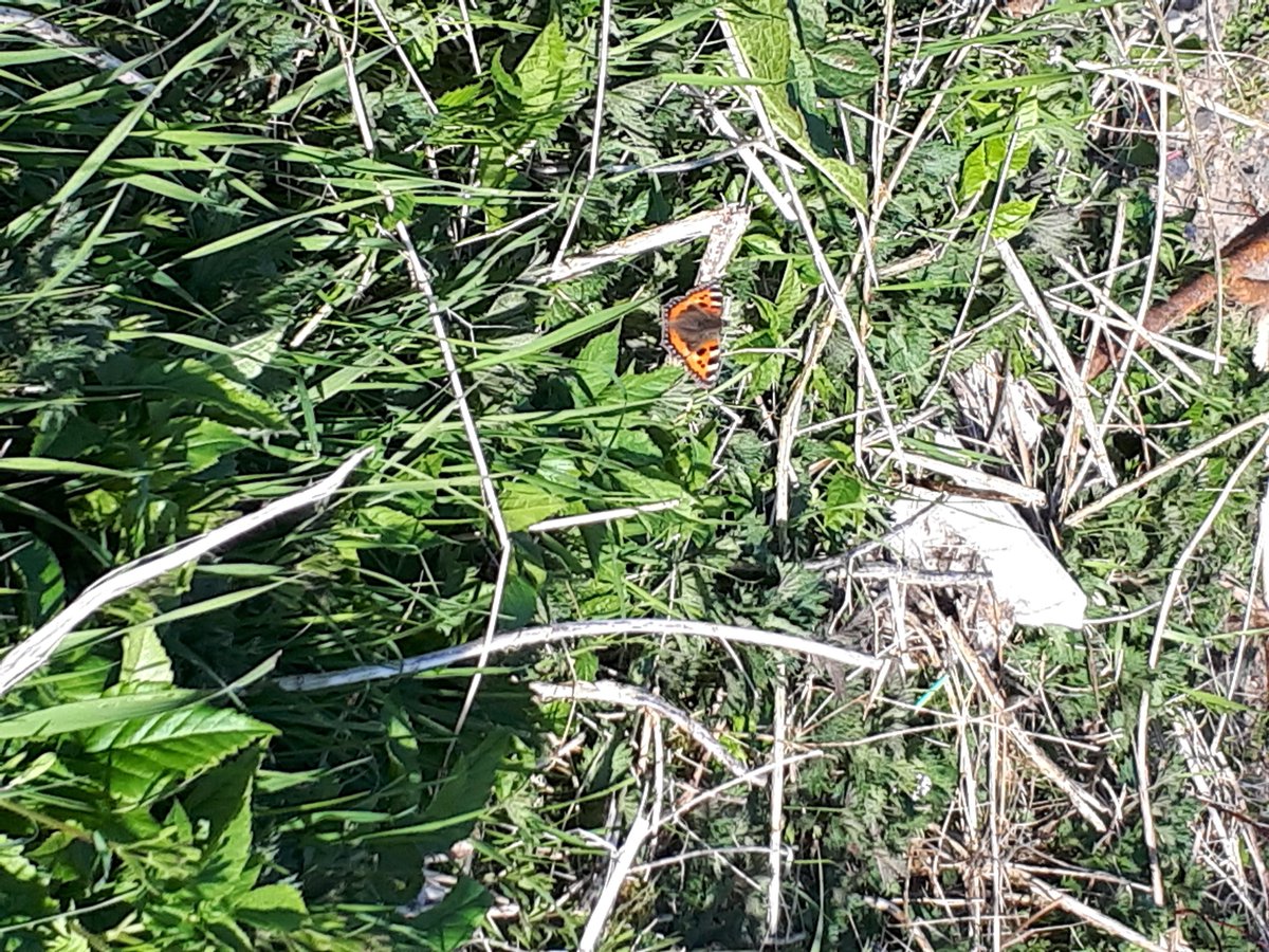 AMclauchlan5's tweet photo. @GlenmanorPS We went a walk and saw lots of  butterflies,  and some cherry blossom tree's.  And also walked passed my school today.  Emily M. https://t.co/P66VI35WVv