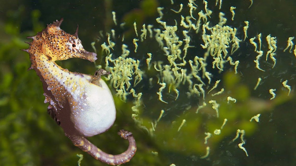 In honor of  #EarthDay   here’s a thread of some of my favorite random animal factsMale seahorses are the ones that get pregnant, carry the eggs & give birth. Seahorses are the slowest fish in the world. They prefer to swim in pairs with their tails linked together.