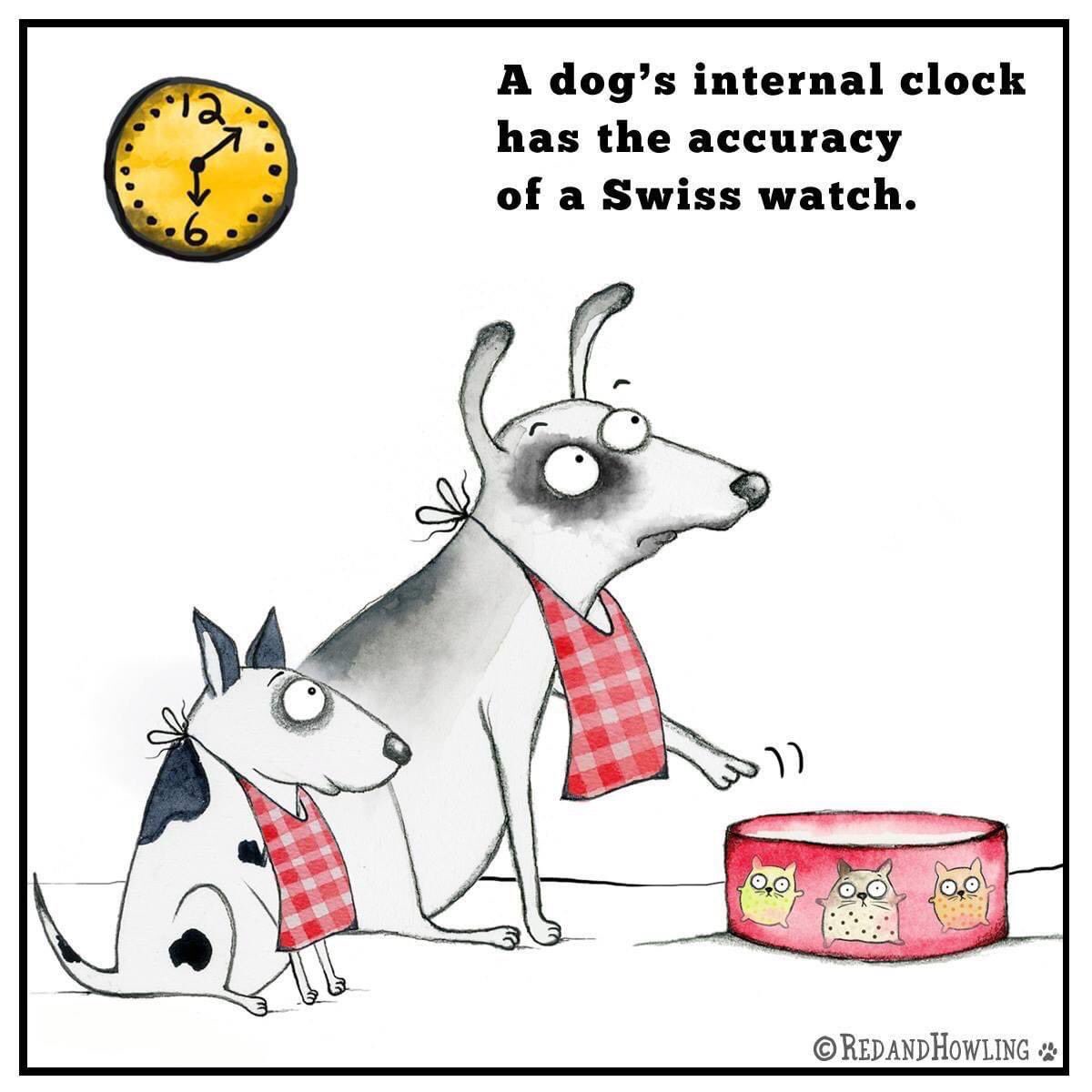 dogcelebration's tweet image. Diggys internal clock is frighteningly accurate! 

#DogCelebration 

🐶🐾🐶🐾🐶