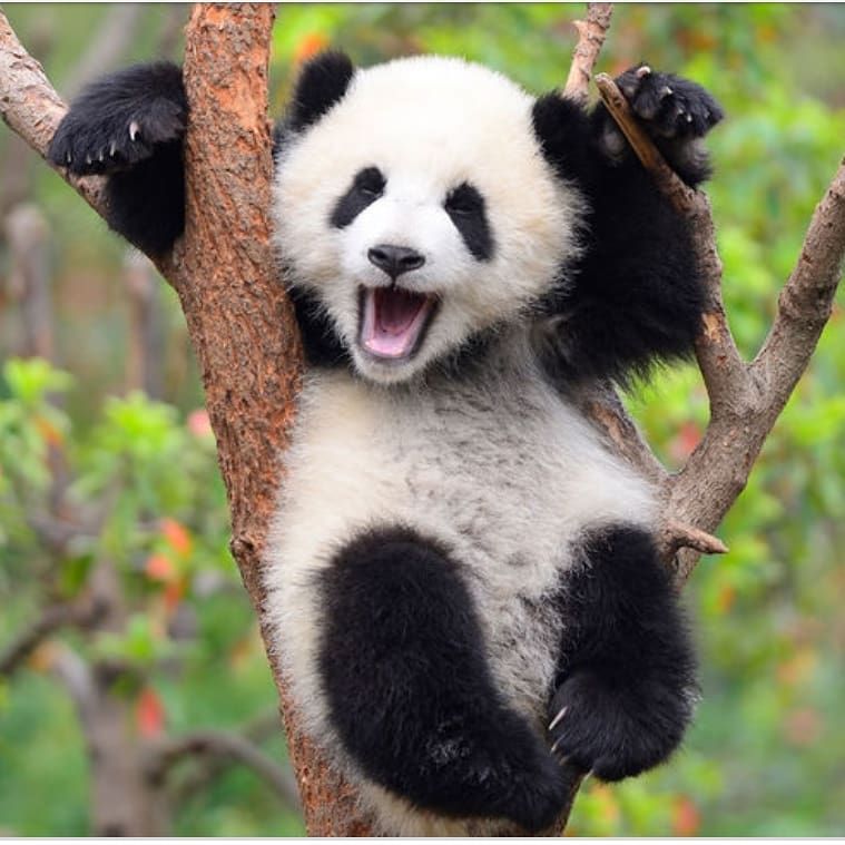 The skin of a panda is black under its black fur & pink under its white fur. Also, they have to eat up to 100 pounds of bamboo in one day to get enough nutrients.Zebras are black with white stripes (not white with black stripes). No two zebras patterns are alike.  #EarthDay  