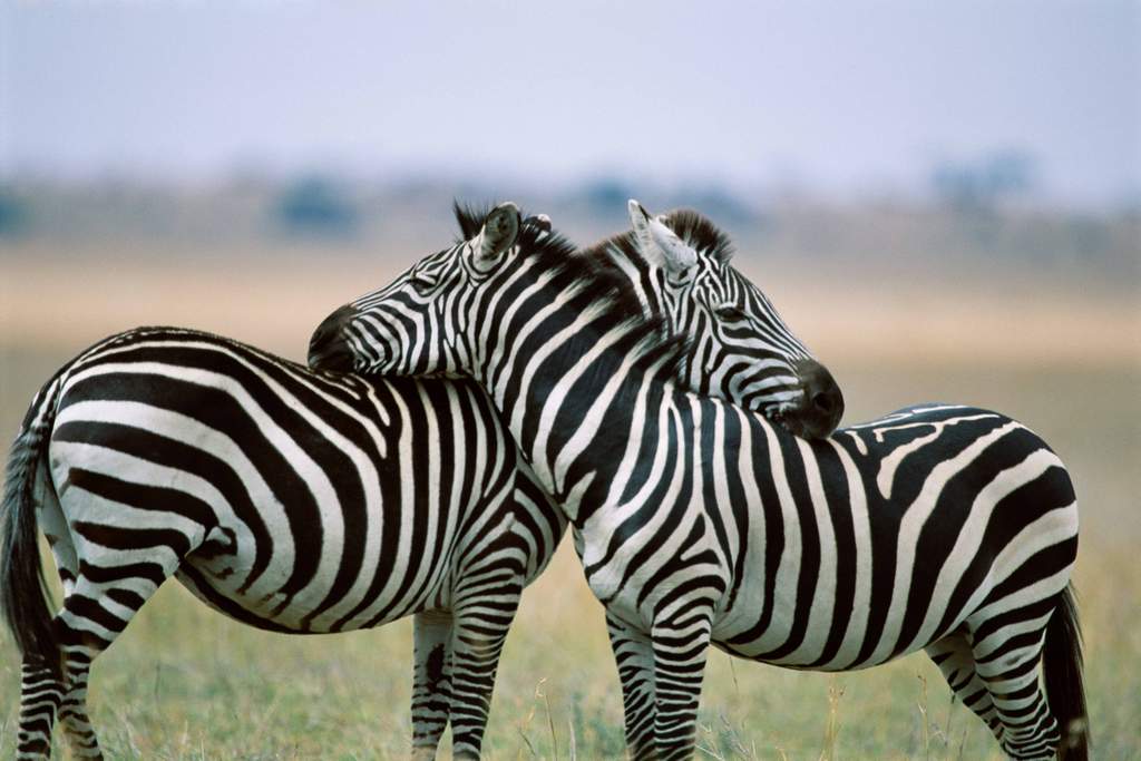 The skin of a panda is black under its black fur & pink under its white fur. Also, they have to eat up to 100 pounds of bamboo in one day to get enough nutrients.Zebras are black with white stripes (not white with black stripes). No two zebras patterns are alike.  #EarthDay  