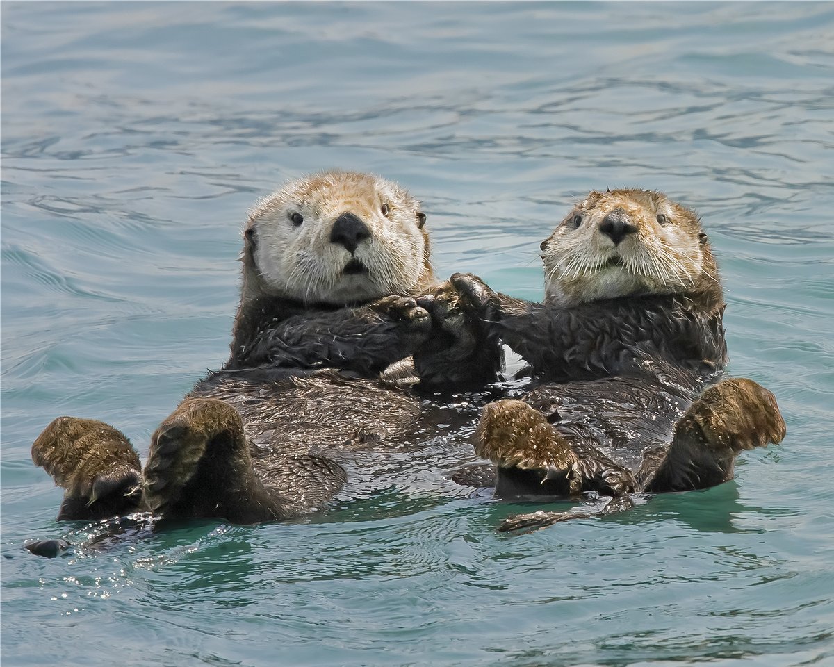 Sea otters hold hands when they sleep so they don’t float away from each other. They are one of the few mammal species on Earth to use a tool to hunt & feed.They have the densest fur of any animal on Earth (they don't have blubber to keep warm). #EarthDay  