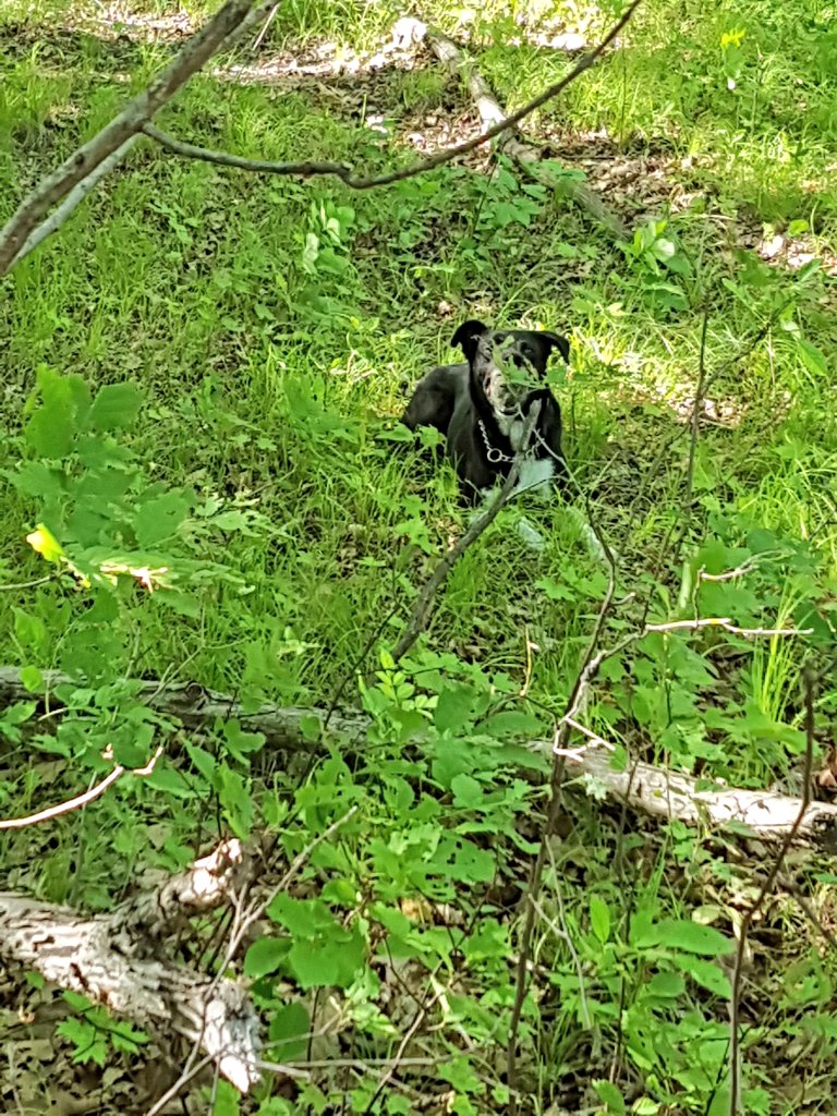 roguerobinson's tweet photo. Camo puppy 😆🖤💚🖤💚🖤💚🖤💚 #imisssummer #imissoutside #lovemydog #poormax #getoutside #EarthDay #stayhome https://t.co/MZ9mOXIeXr