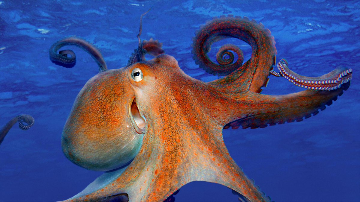 An octopus has more brain cells than a human. They have three hearts and no bones. Most of their neurons are in their arms - they can smell and taste with their arms. Their arms can bypass their brain to process information, meaning their arms have minds of their own. #EarthDay  