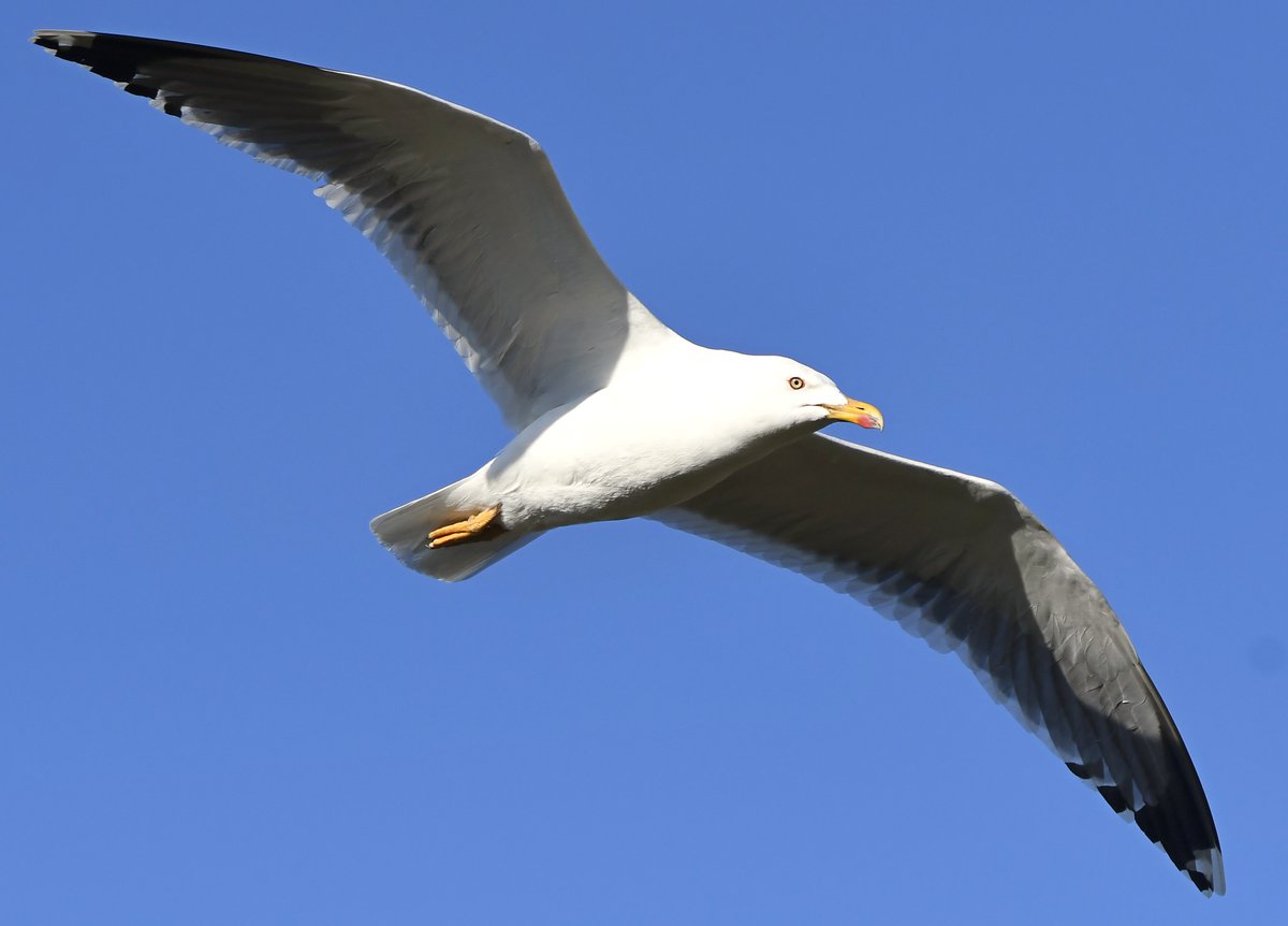 25. Lesser Black Back Gull Just like it's close relative the Herring Gull, I often see these Gulls flying over my house. They never land in the garden though! #LockdownGardenBirdsSeen 