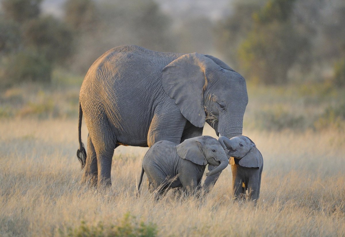 Elephant moms are pregnant almost 2 years for every baby! When born, elephants weigh 250 lbs. Elephant tusks never stop growing, enormous tusks are a sign of old age.Nature is magnificent beyond our wildest imagination. Let’s try out best to take care of itHappy  #EarthDay  