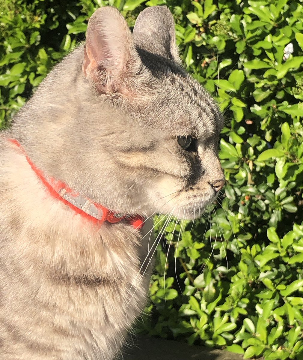 stripeyspotty's tweet image. No I’m not turning round so you can get a nice shot 😹😹 ~ Archie xx #Contrary #TeamBengal