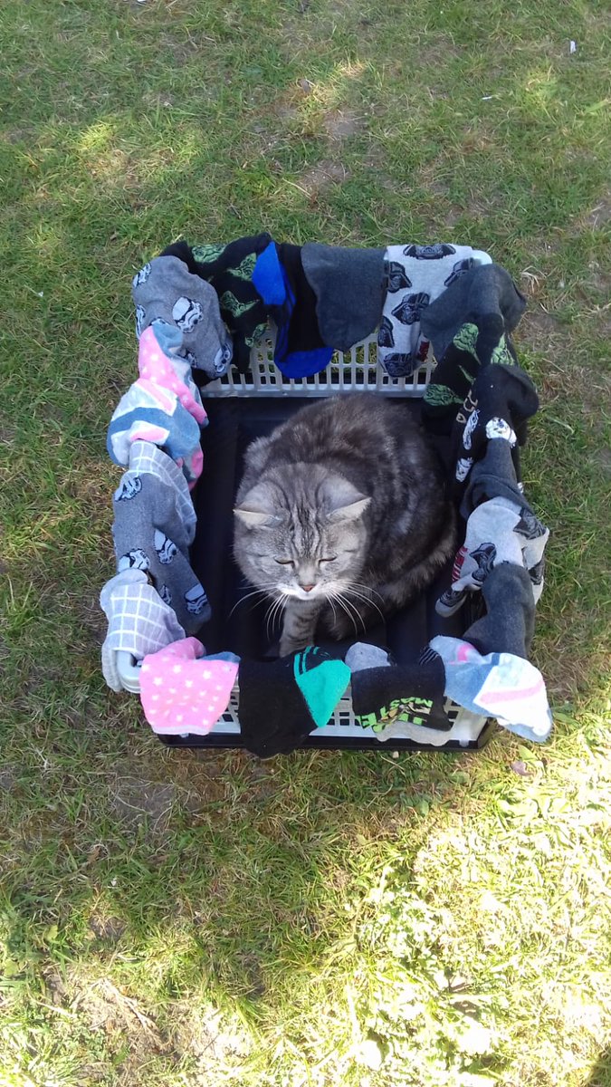 rosiechatcat's tweet photo. I wish these flippin' satellites would hurry up! #rosiechatcat #crackonelon #lazysockdrying https://t.co/di8H10XMF6