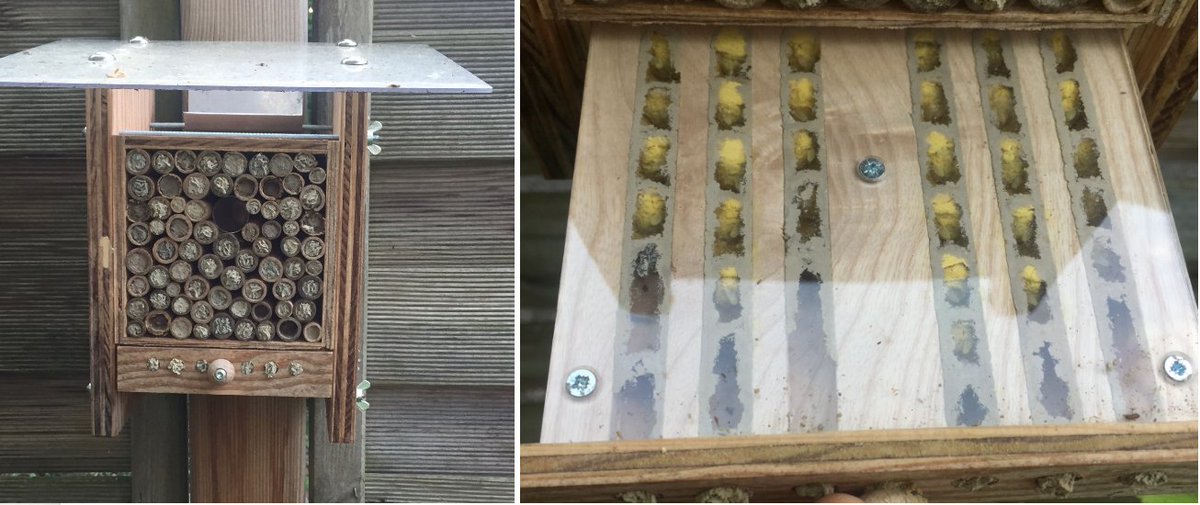 Duboule's tweet photo. Full confinement finally achieved for our mason bees. Strict respect of social distances #DevelopmentIsFun #StingLikeaBee https://t.co/tT960kNXL4