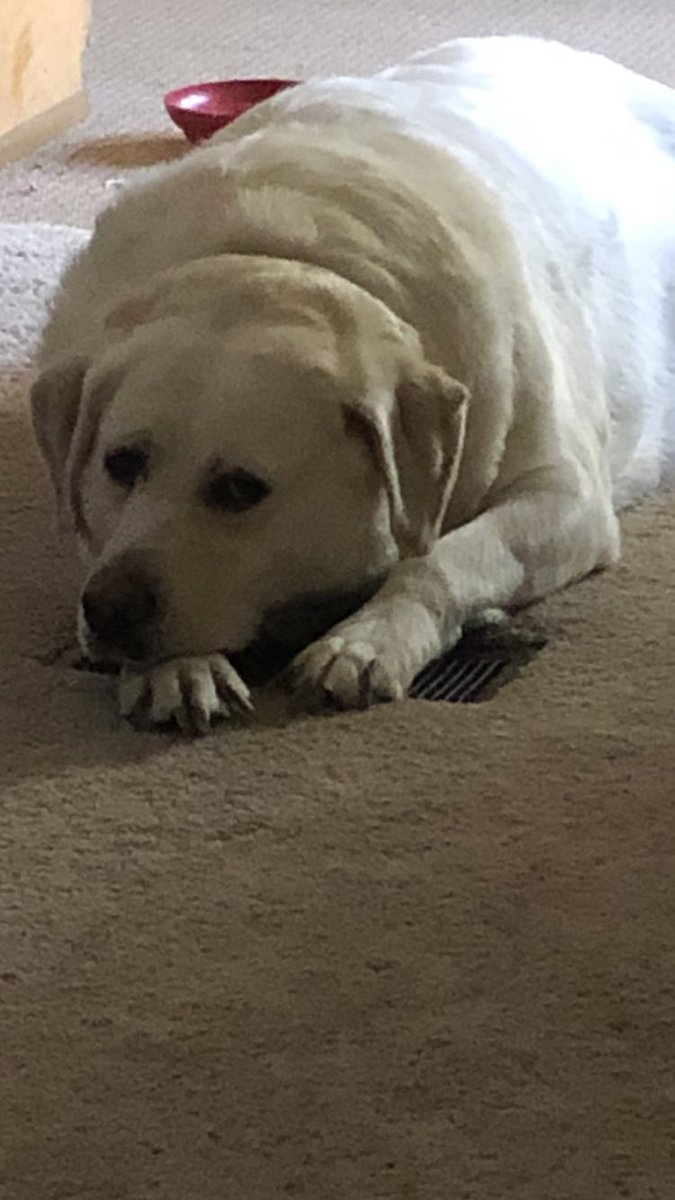 1st day using air conditioning and Scout claims the main vent immediately