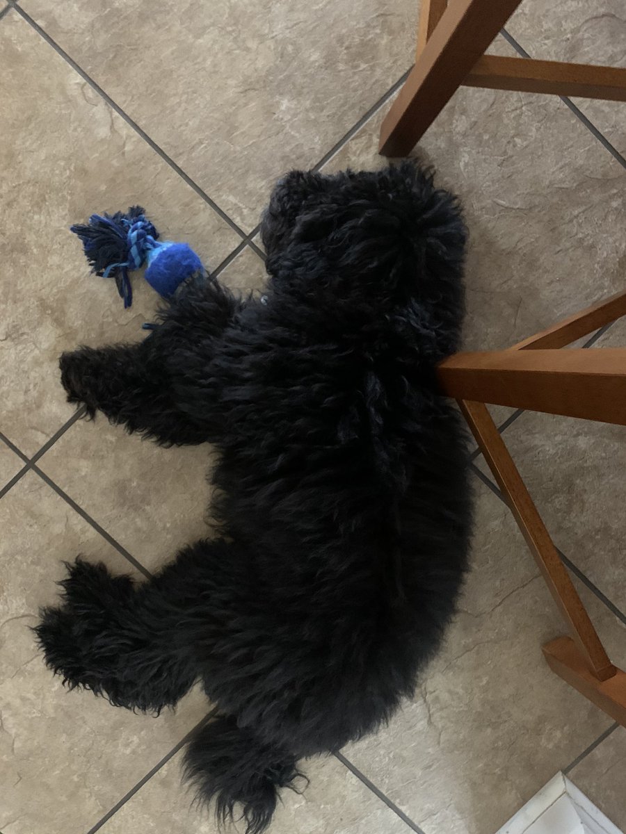 Kristen Chambers tweet media