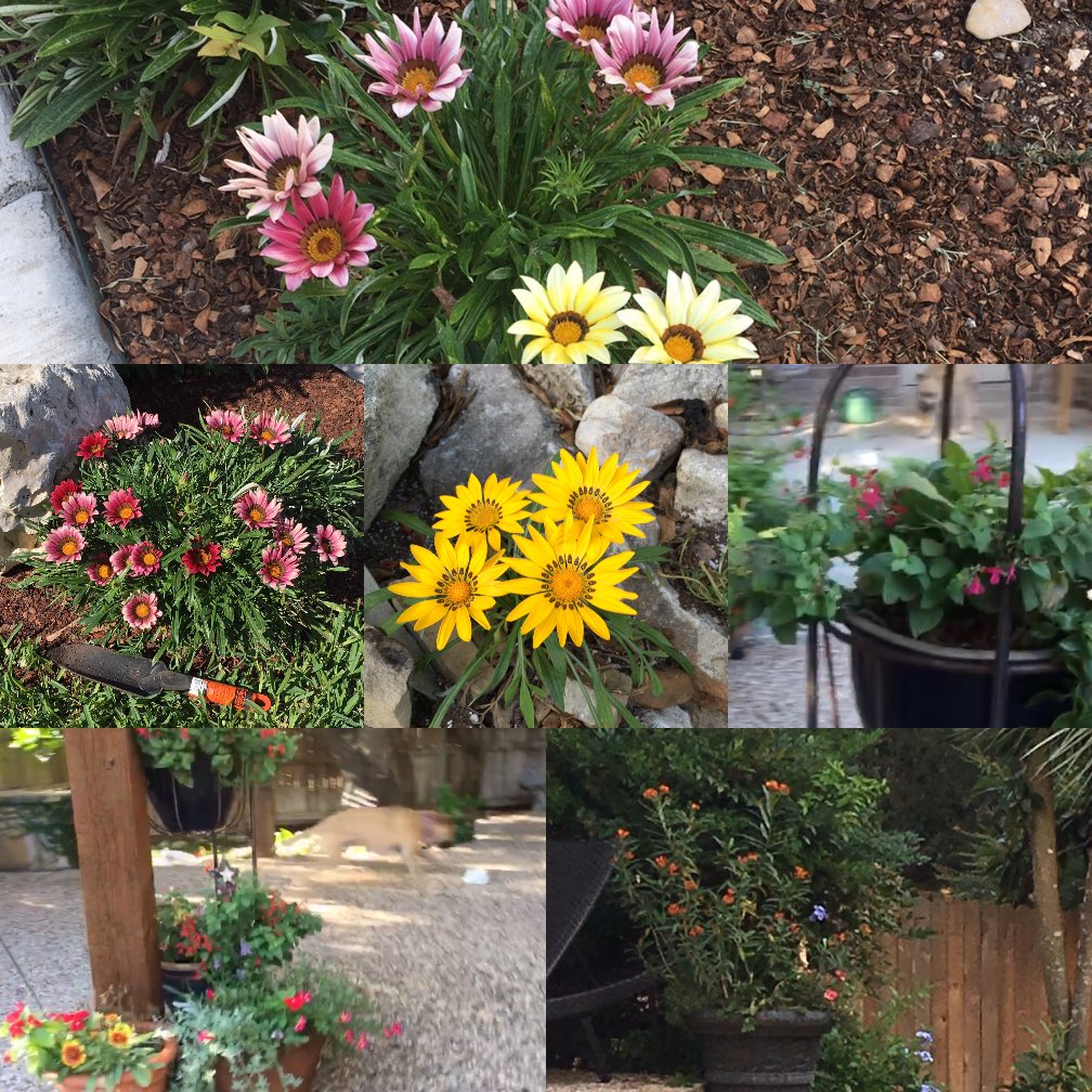 Robin Braunschweig (@4thdimensioned) on Twitter photo For the #McDgoosechasefiesta I’m going to say my talent is tending to my flowers.....dead heading is a great therapy that costs nothing! For the #McDgoosechasefiesta I’m going to say my talent is tending to my flowers.....dead heading is a great therapy that costs nothing!