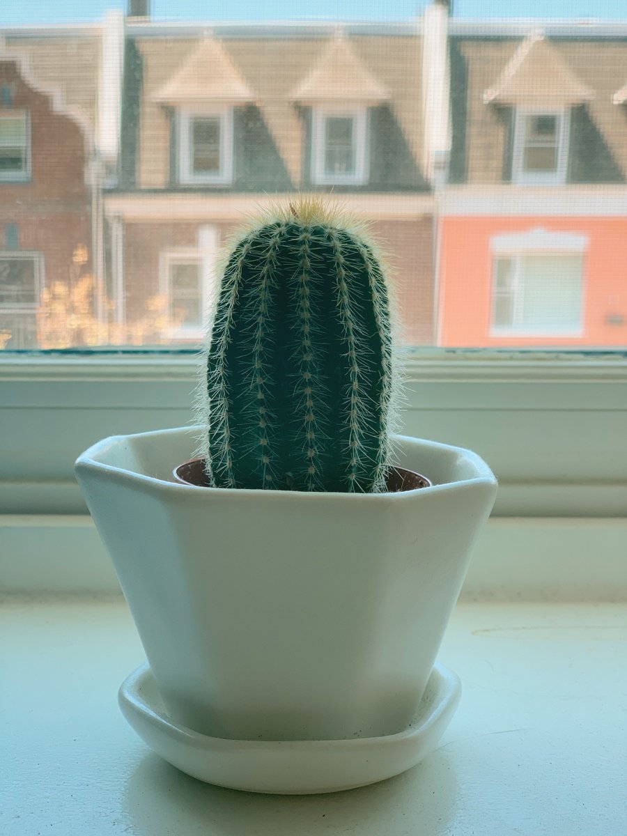 Our senior producer  @jinaewest's cactus is so calming and cute!