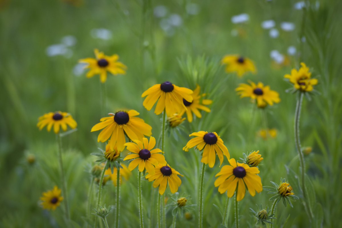 Happy Earth Day! Take a minute today to admire the natural beauty around us and think how we can change our daily actions to reduce the impact they have on the environment!
#earthday #earthday2020 #getoutsideyourself #thisislandscapearchitecture #edgela <a href="/MyMetroparks/">Metroparks Toledo</a>