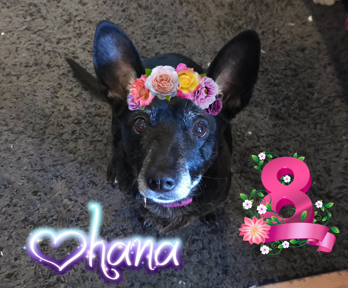 corganddox1215's tweet photo. Pals mom almost forgot dis most impawtent day...it’s my Ohana Day!!! I’ve been wif my mom and da hugrans for 8 years!! I love my fambly and dey love me!!! 💙💚💛 #DogsofTwittter #OhanaDay #gotchaday #corgidor #zshq #theaviators #theruffriderz https://t.co/ttj0HGOwwa