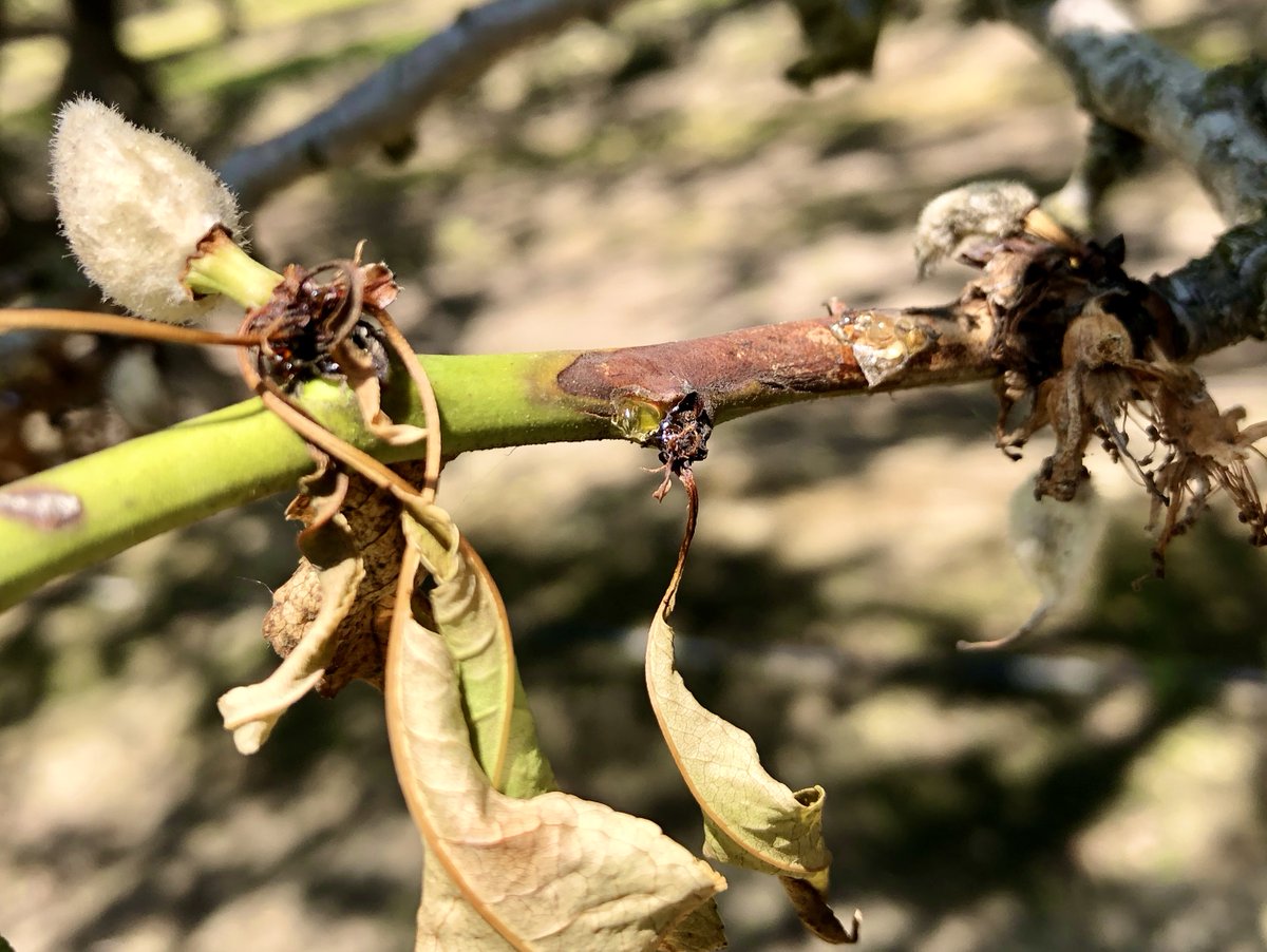Florent Trouillas (@flotrouillas) on Twitter photo Blighted twigs of #almond caused by the brown rot fungus Monilinia laxa. Notice the gumming at the margin of active infections. The fungus can survive in twig cankers to provide inoculum for the following spring. <a href="/uccefresno_nuts/">Mae Culumber</a> <a href="/thealmonddoctor/">David Doll</a> <a href="/ucanr/">Ag&Natural Resources</a> <a href="/UCIPM/">UC Statewide IPM Program</a> Blighted twigs of #almond caused by the brown rot fungus Monilinia laxa. Notice the gumming at the margin of active infections. The fungus can survive in twig cankers to provide inoculum for the following spring. <a href="/uccefresno_nuts/">Mae Culumber</a> <a href="/thealmonddoctor/">David Doll</a> <a href="/ucanr/">Ag&Natural Resources</a> <a href="/UCIPM/">UC Statewide IPM Program</a>