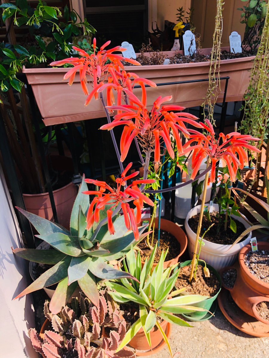 Producer  @AndreaGtrrz loves growing from cuttings, including this aloe that blooms once a year.